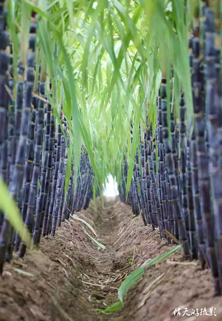 甜咱漯河这个地方有一大片甘蔗林