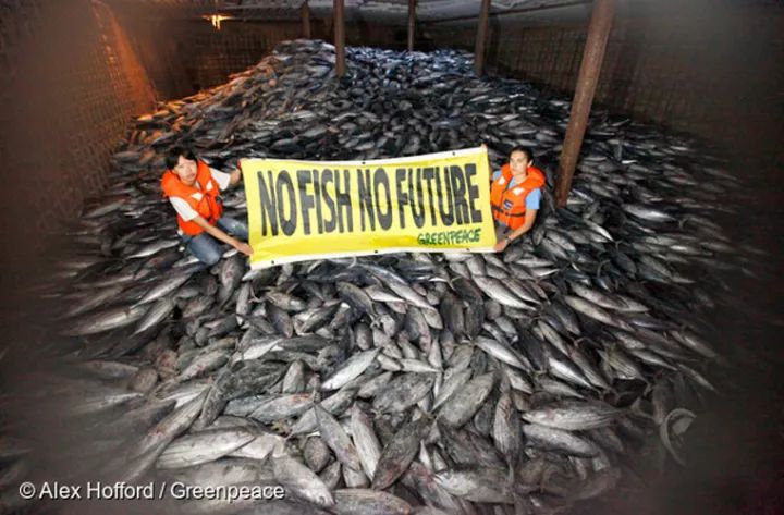 过度捕捞全球近九成渔场资源告急