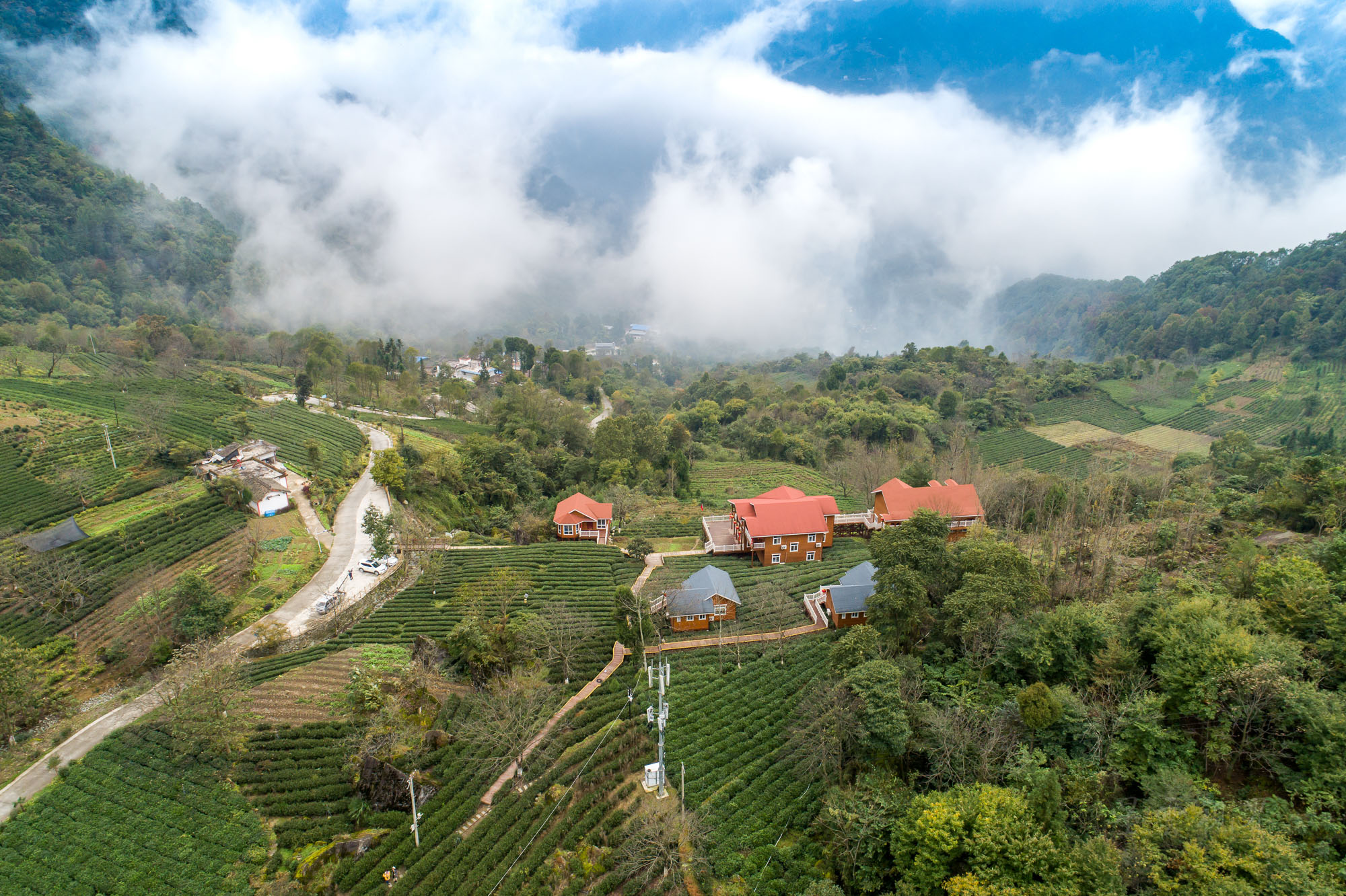 碧口古镇马家山茶山图片