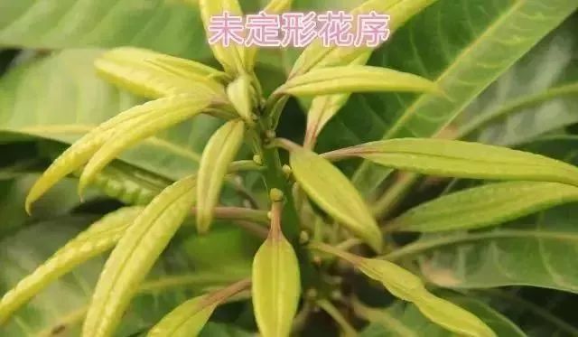 芒果花形分三種花帶葉梢上花畸形花這些是如何形成的