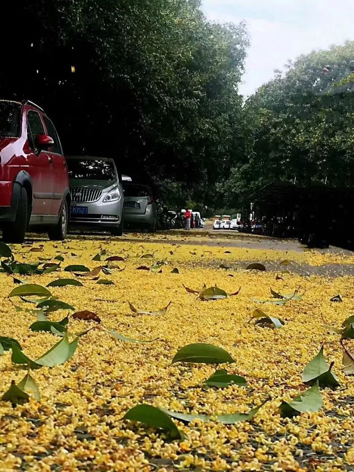 剛剛廣西這座城下了場桂花雨太美不看太遺憾