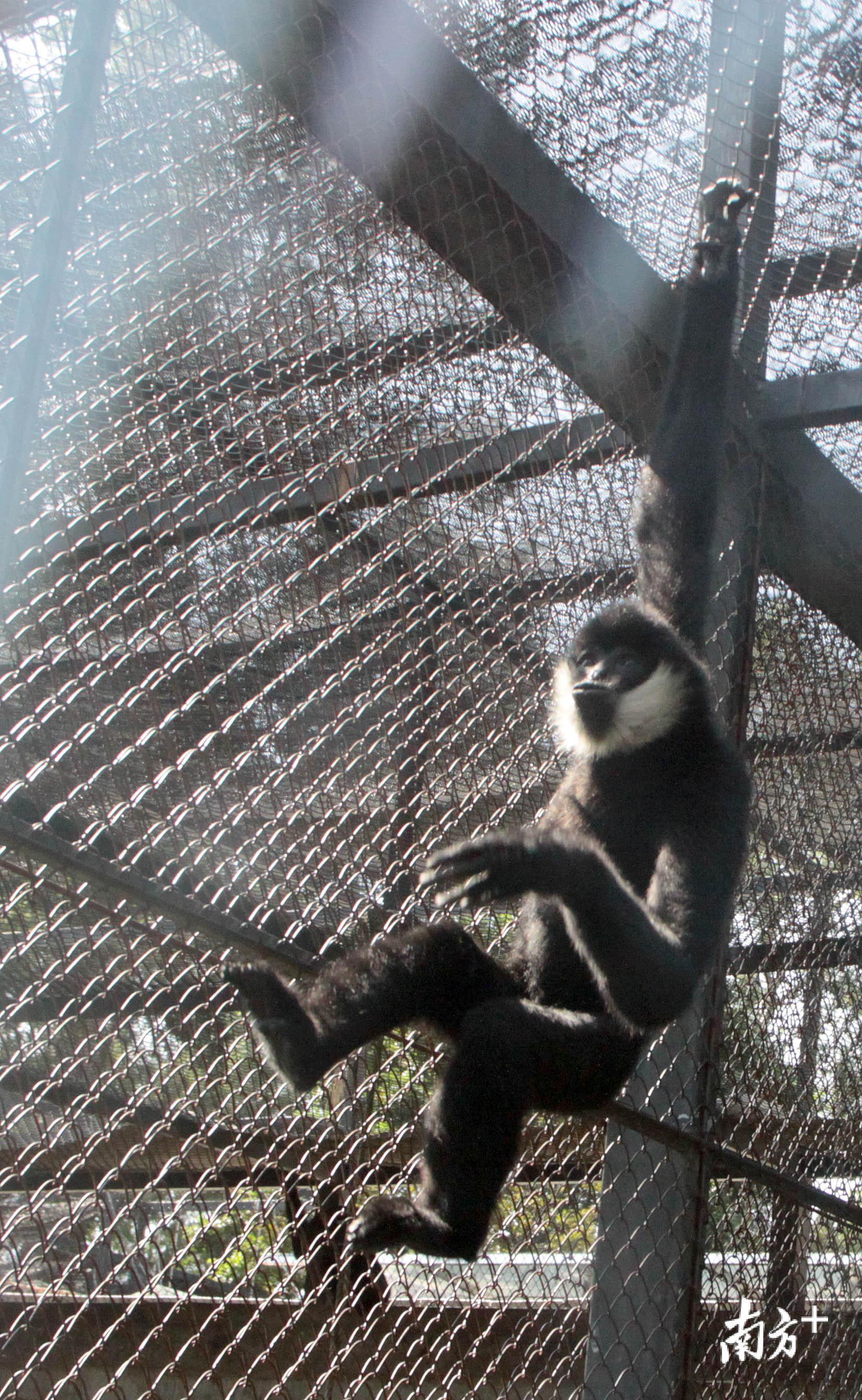 比大熊貓更瀕危廣州動物園長臂猿寶寶全國相親