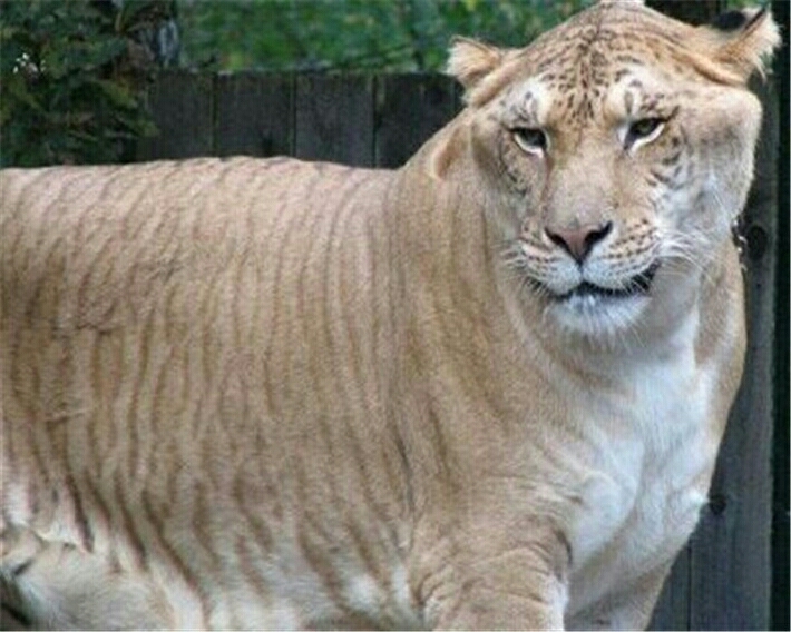 獅虎獸和虎獅獸是老虎獅子雜交的產物 屬於貓科嗎?