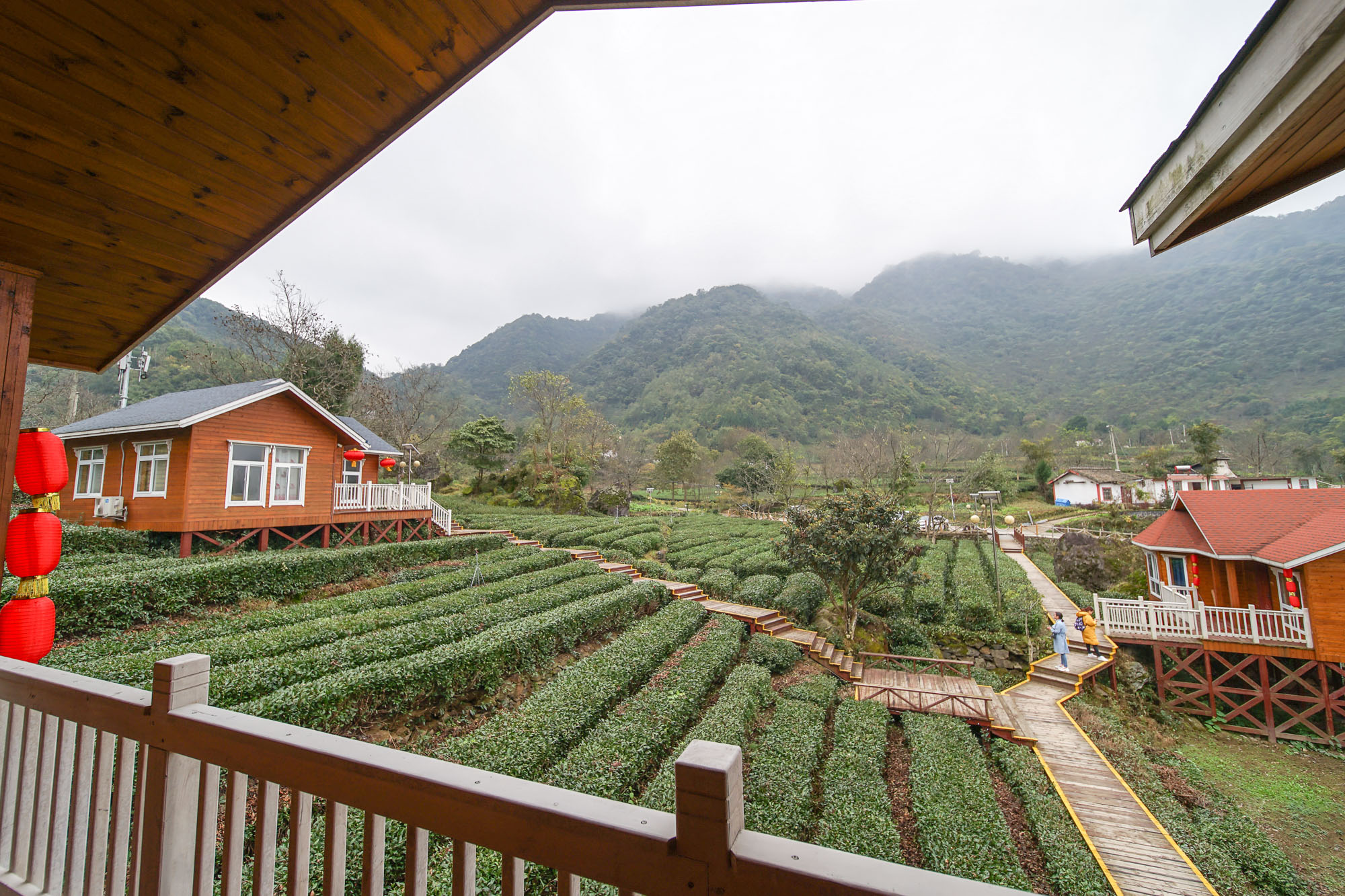 碧口古镇马家山茶山图片