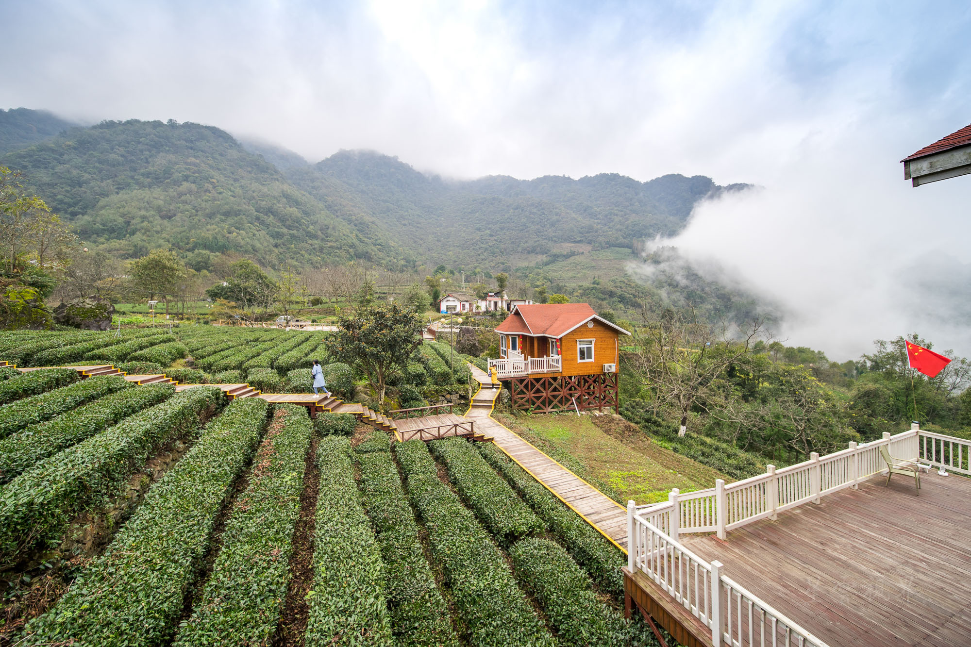 碧口古镇马家山茶山图片