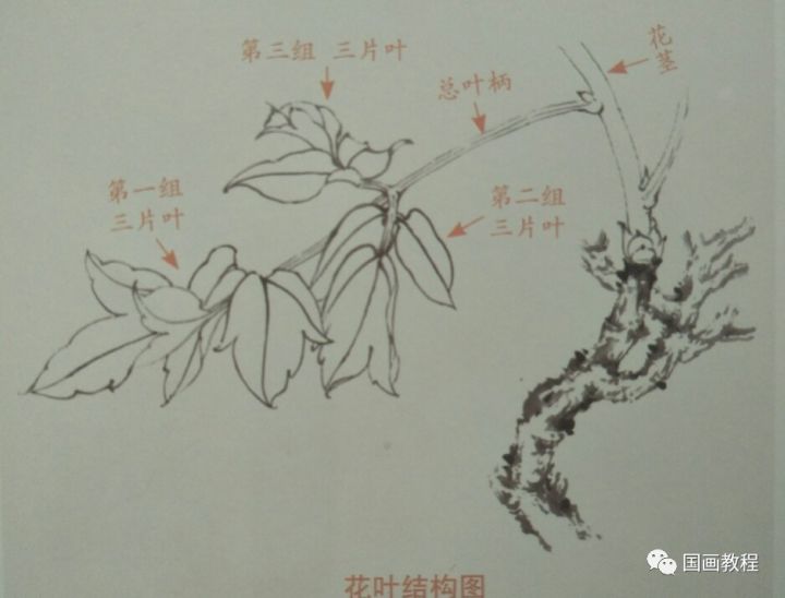 国画教程第6课牡丹不同姿态花头的画法