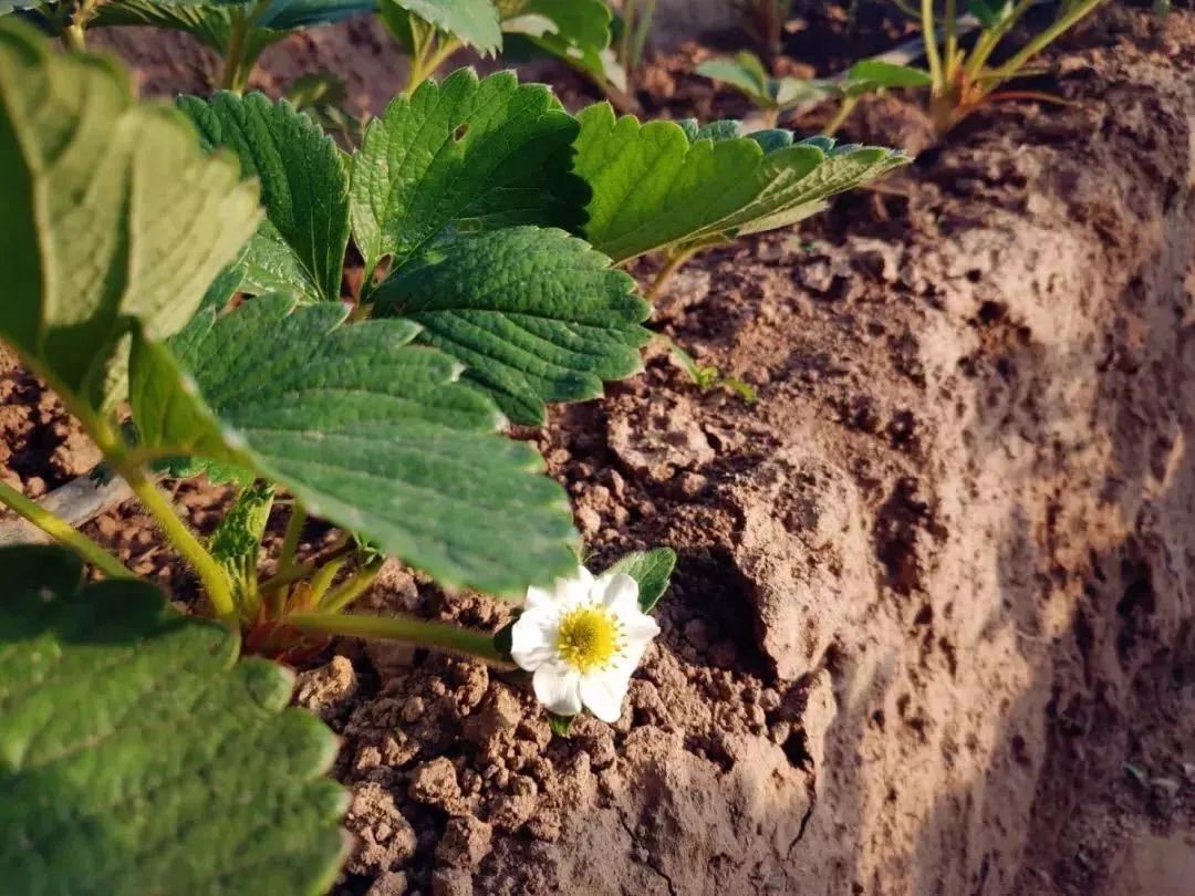 如何种植草莓(在家如何种植草莓)