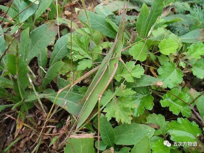 正在交尾的中華劍角蝗,上雄下雌中華劍角蝗,學名acrida cinerea