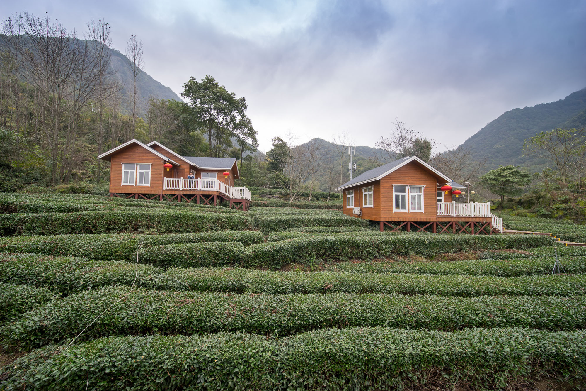 碧口古镇马家山茶山图片