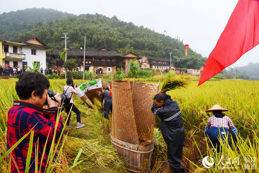 水稻穗穗饱满,村民们脸上洋溢着丰收的喜悦,金色的稻谷渐渐堆满了箩筐