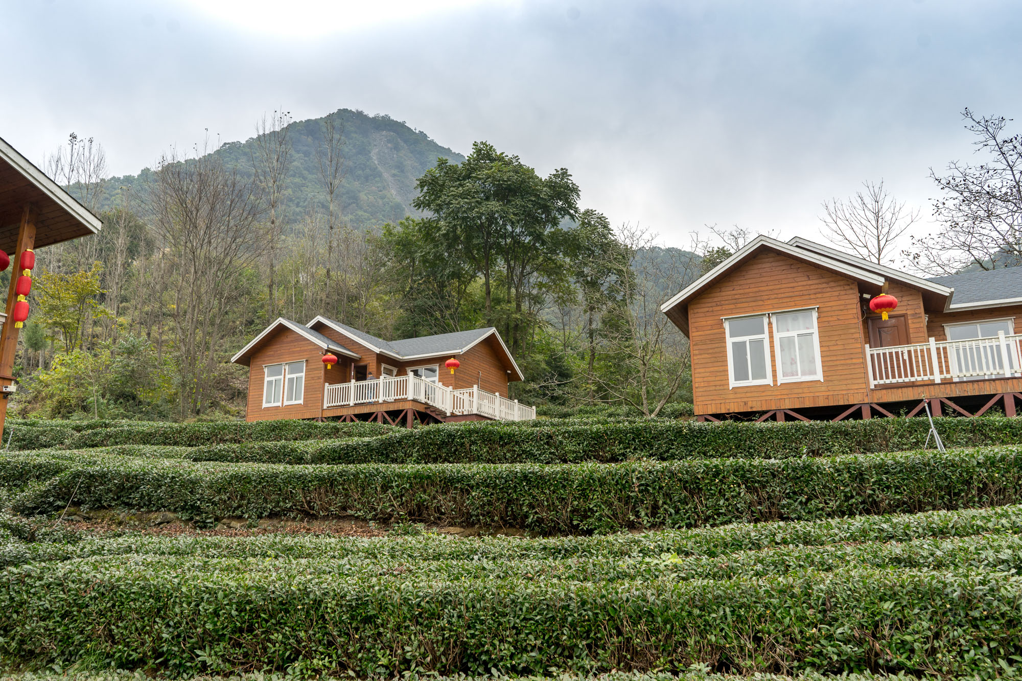 碧口古镇马家山茶山图片