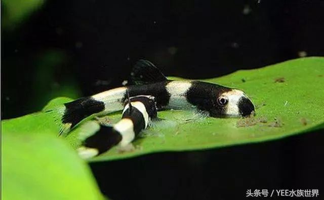 熊猫鳅繁殖图片