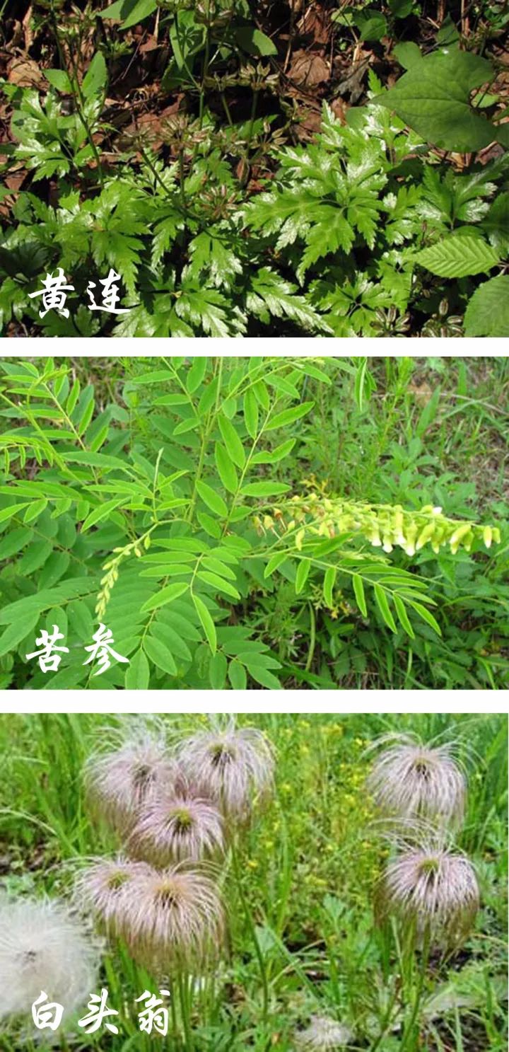 农村止泻草药图片