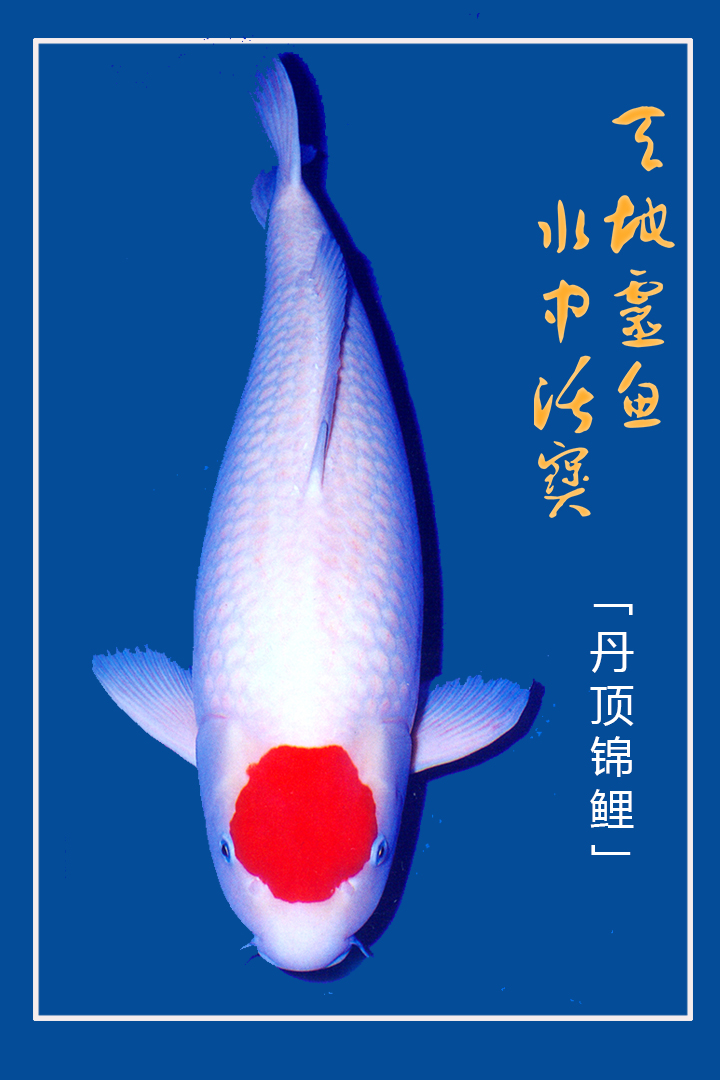 錦鯉魚品種的詳細介紹