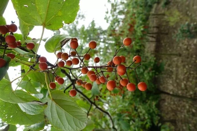 去處‖去公園裡觀賞瓜果植物,石榴,木瓜,海棠…也好看