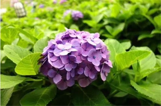 紫色琼花图片图片