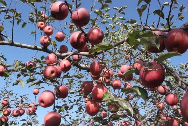 靠颜值38岁的苹果树到底凭啥成了网红