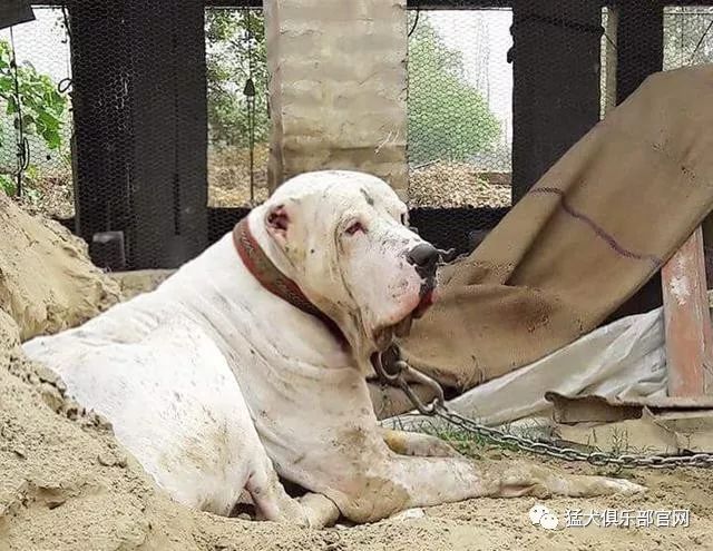 库达犬平时不宜牵出去,因为一般的库达见到陌生的狗