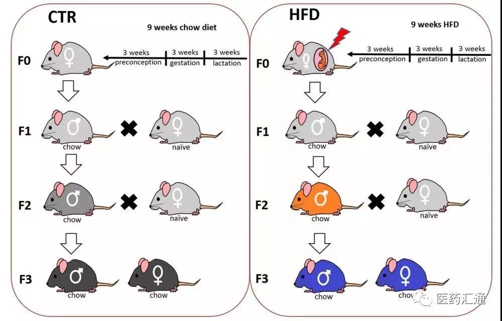 最新科学研究揭示:高脂肪饮食毁三代!_小鼠