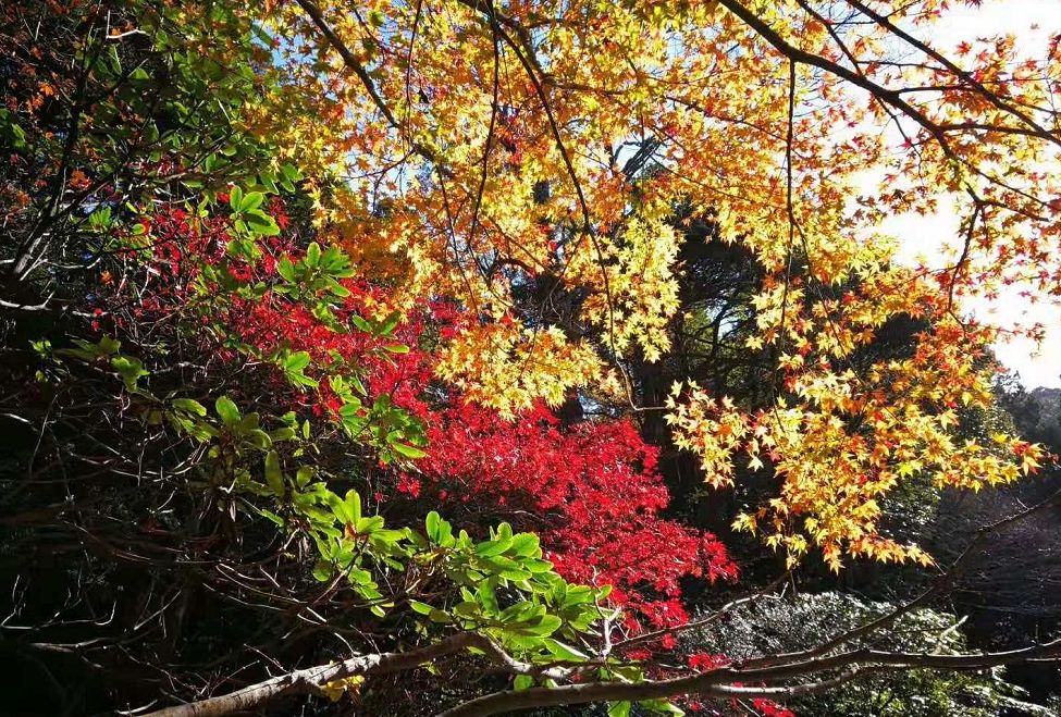 2018庐山首届赏枫节,见证面积最大的枫叶拼图