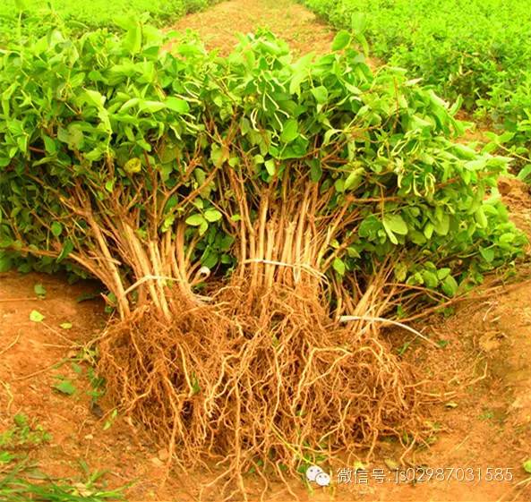 盆栽金银花的种植方法步骤