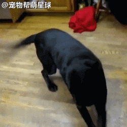 蹦迪狗跳舞表情包图片