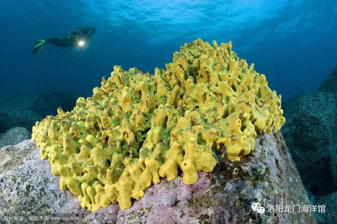 但是并不能自己行走,海绵虽然属于动物,同时,管状海绵产生的废物也会