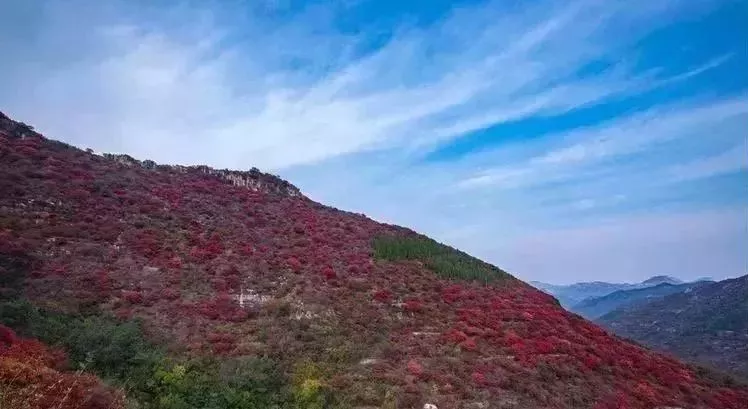 潍坊最美的红叶都在这些地方来打卡