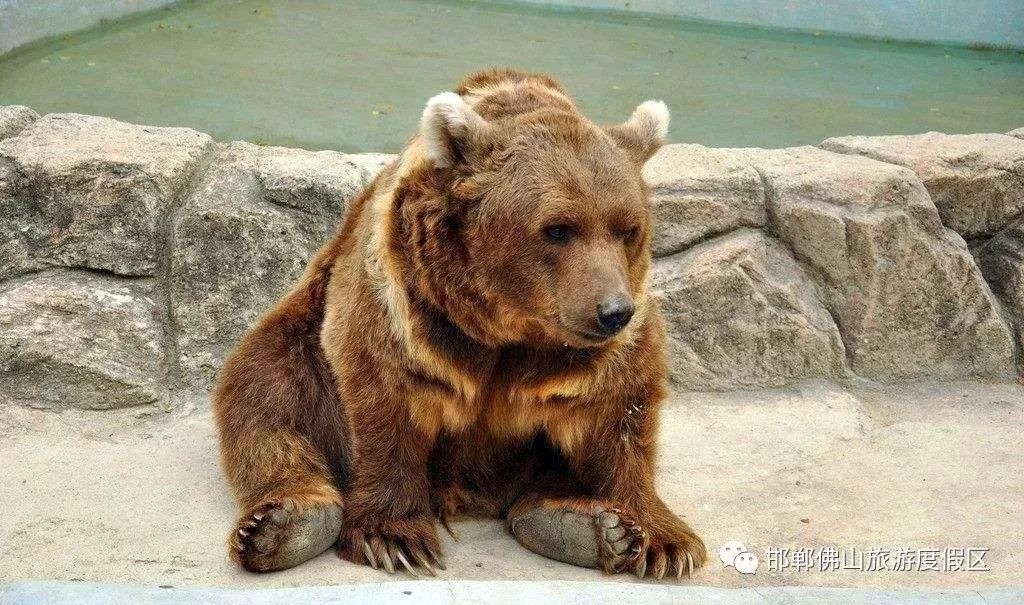 邯鄲動物園即將和大家見面!還有方特主題公園._佛山