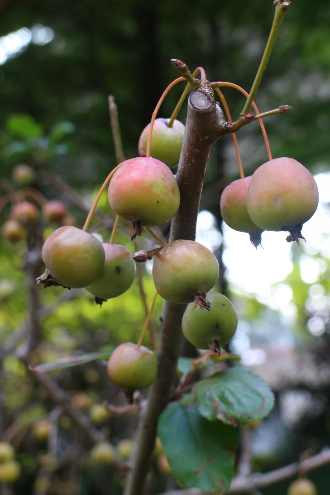 去處‖去公園裡觀賞瓜果植物,石榴,木瓜,海棠…也好看