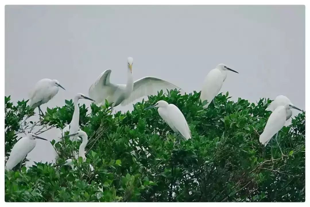 古勞水鄉白鷺翩翩齊飛!航拍視頻帶你追逐壯觀白鷺群~_鷺鳥