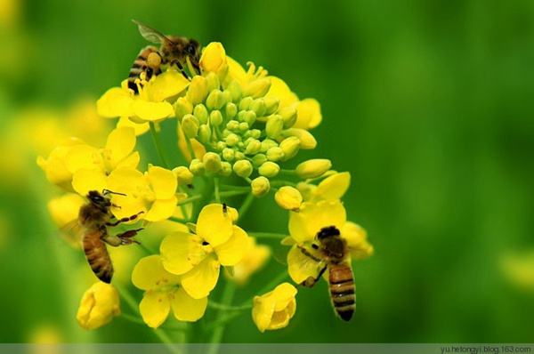 关于蜜蜂的相关资料 关于蜜蜂的相关资料介绍