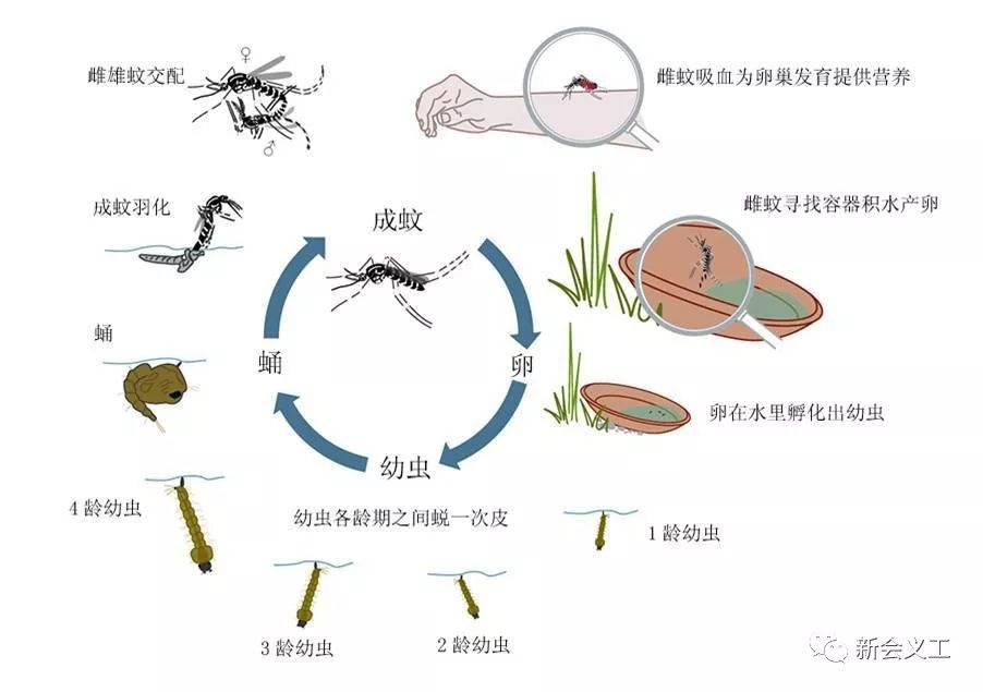 【注意】登革热,怎么破?