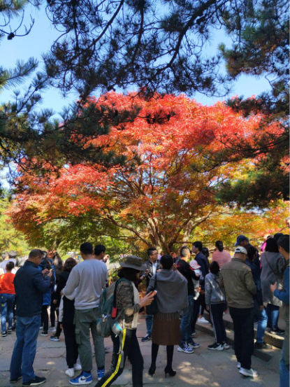 2018庐山首届赏枫节 见证面积最大的枫叶拼图