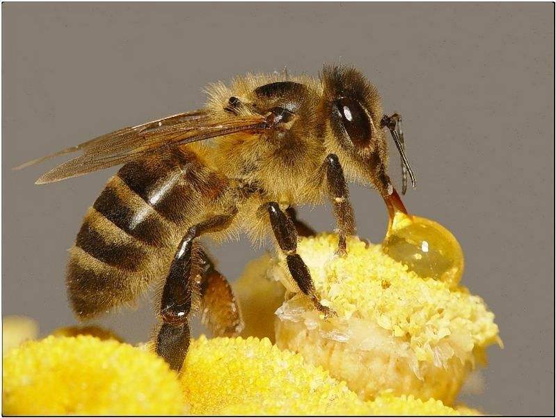 蜜蜂酿蜜的歇后语图片
