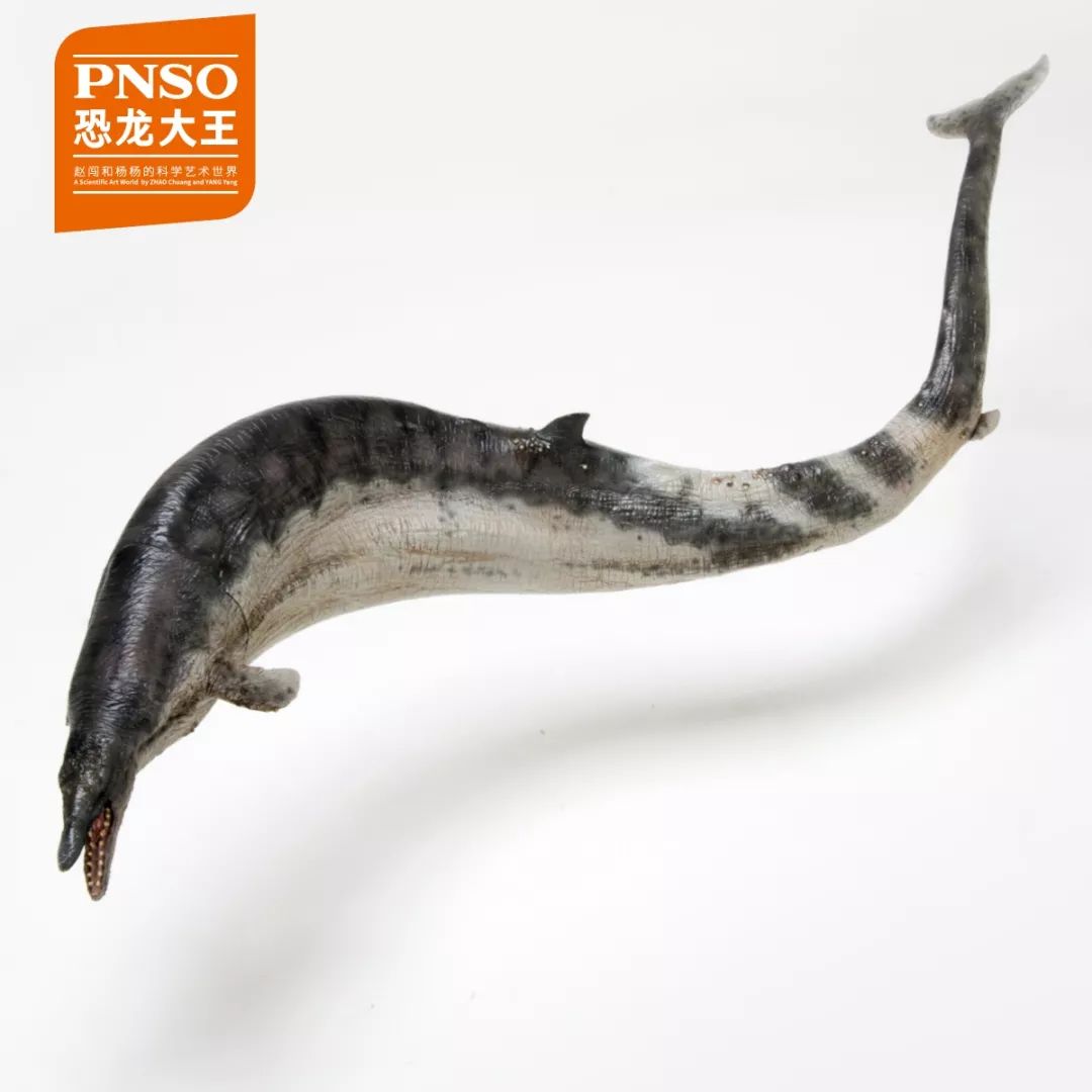 pnso龙王鲸再版图片