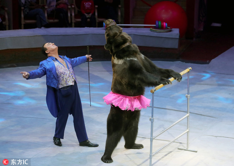 超娇羞!俄罗斯马戏团黑熊穿粉裙裙表演