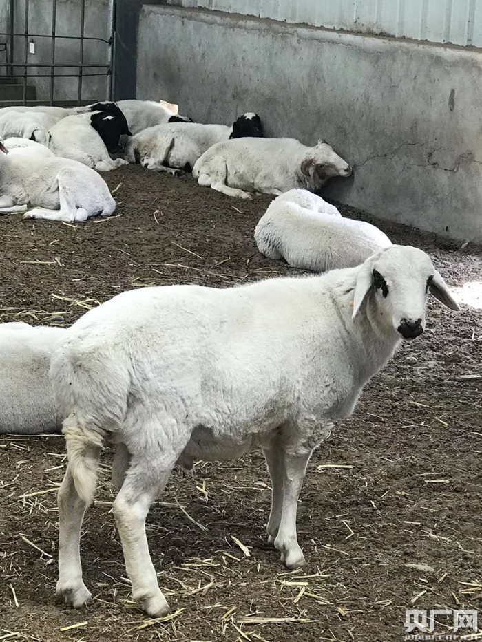 沙漠牧草养殖的杂交羊