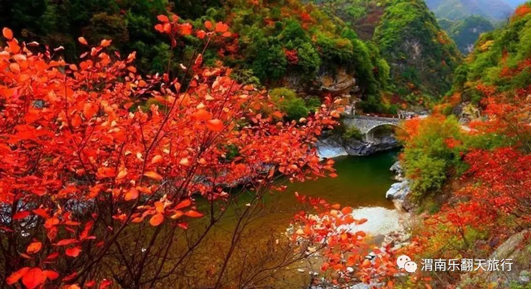 紅葉漫舞照金香山11月3日探訪革命紀念館1日遊