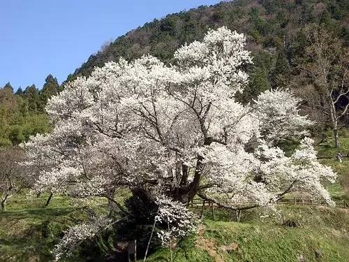 独肖樱花图片图片