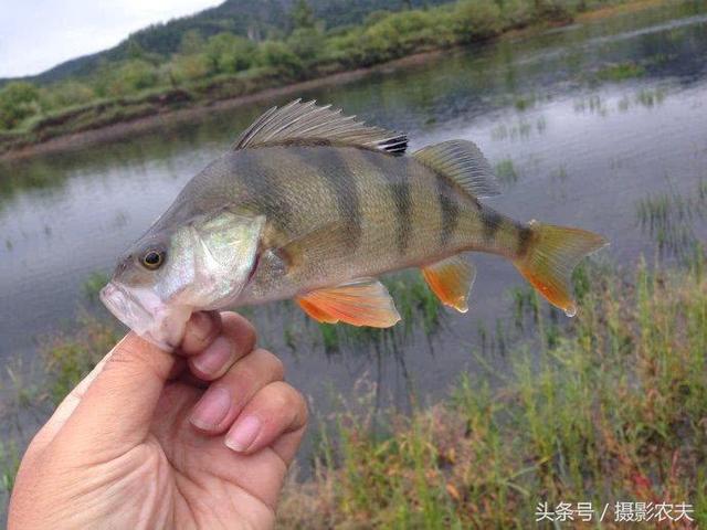 此魚上岸就死,只有新疆才有,被譽為