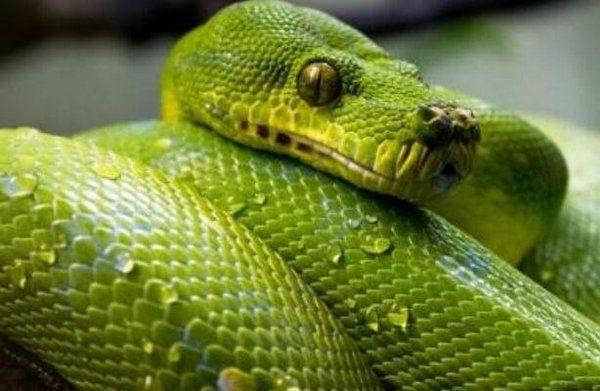 世界10大常见无毒蛇有3种人们会买来当宠物养你养了吗