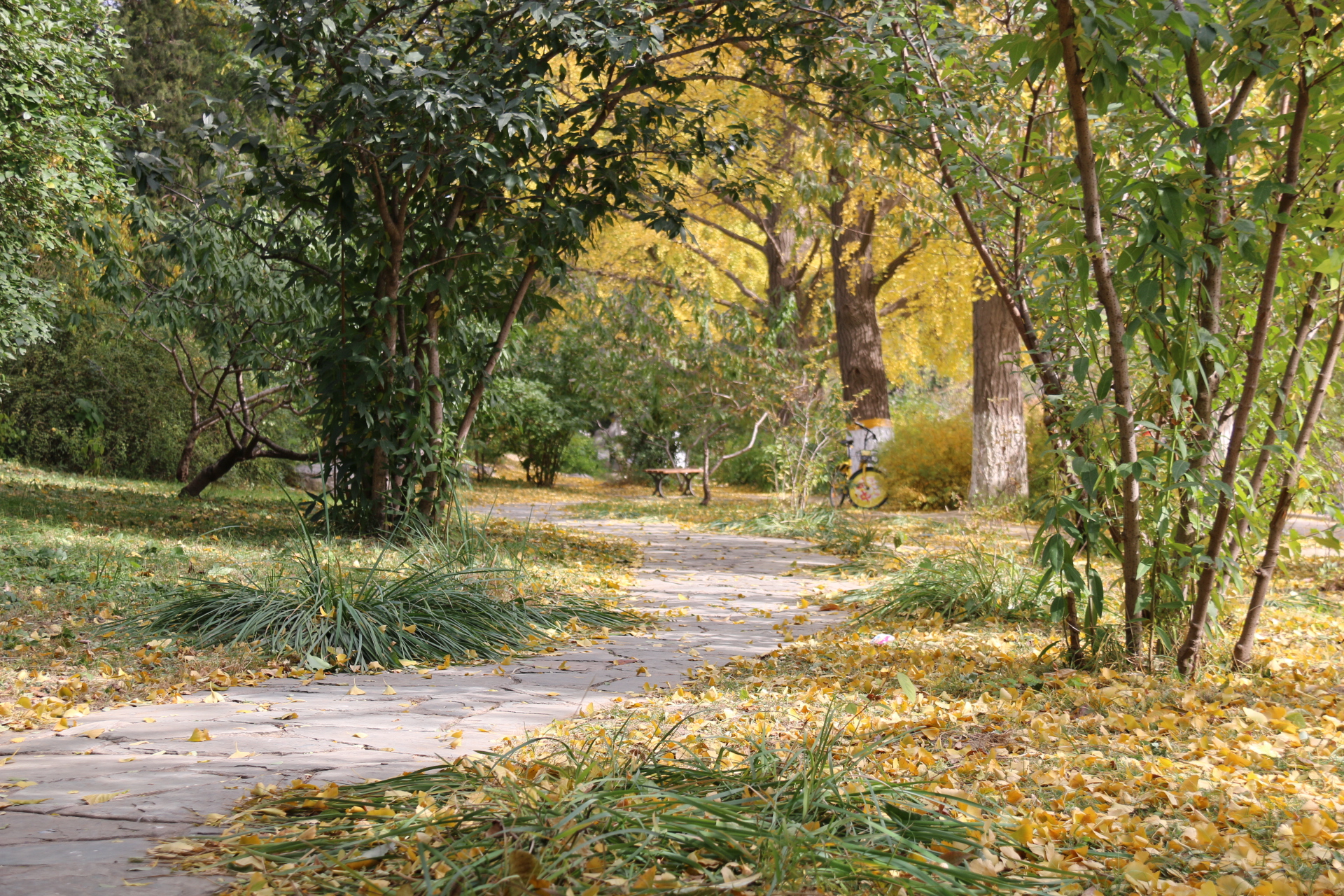 侧道路 未名湖东 西门广场 西门石桥 博雅塔,未名湖 大雅堂 湖边小路