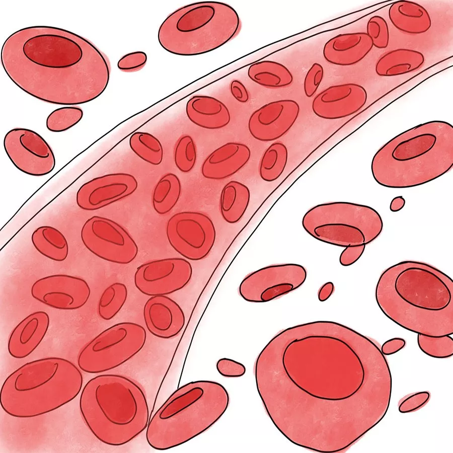 血红细胞平均每4个月更(si)新(le)一次,这一辈子,你已免费充血240次