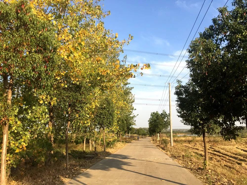 "森林村庄"加大春季造林绿化力度,结合实施"千增"工程,李三路绿色