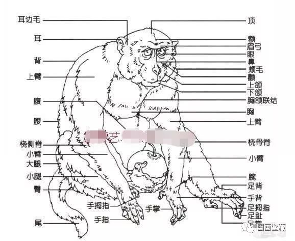猴子解剖结构图图片