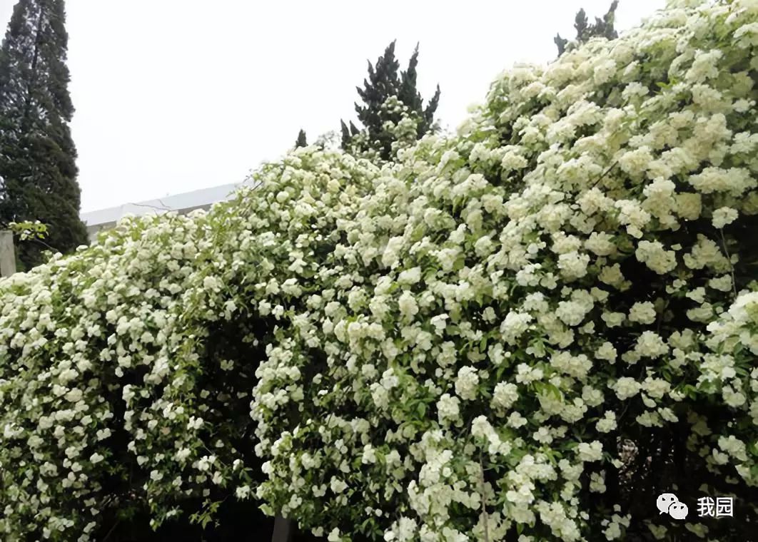 木香花为什么不能种在院子里(木香花为什么不能种在院子里面)