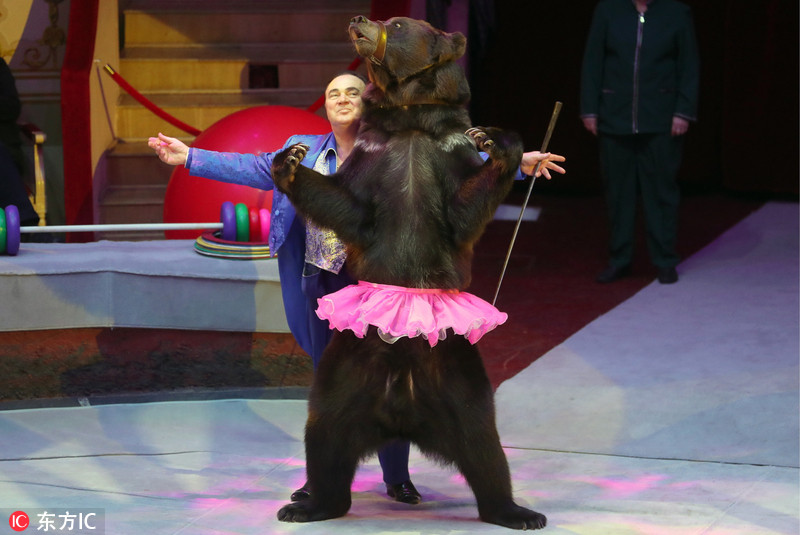超娇羞!俄罗斯马戏团黑熊穿粉裙裙表演