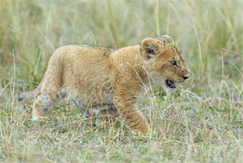 丁立梅奔跑的小狮子图片