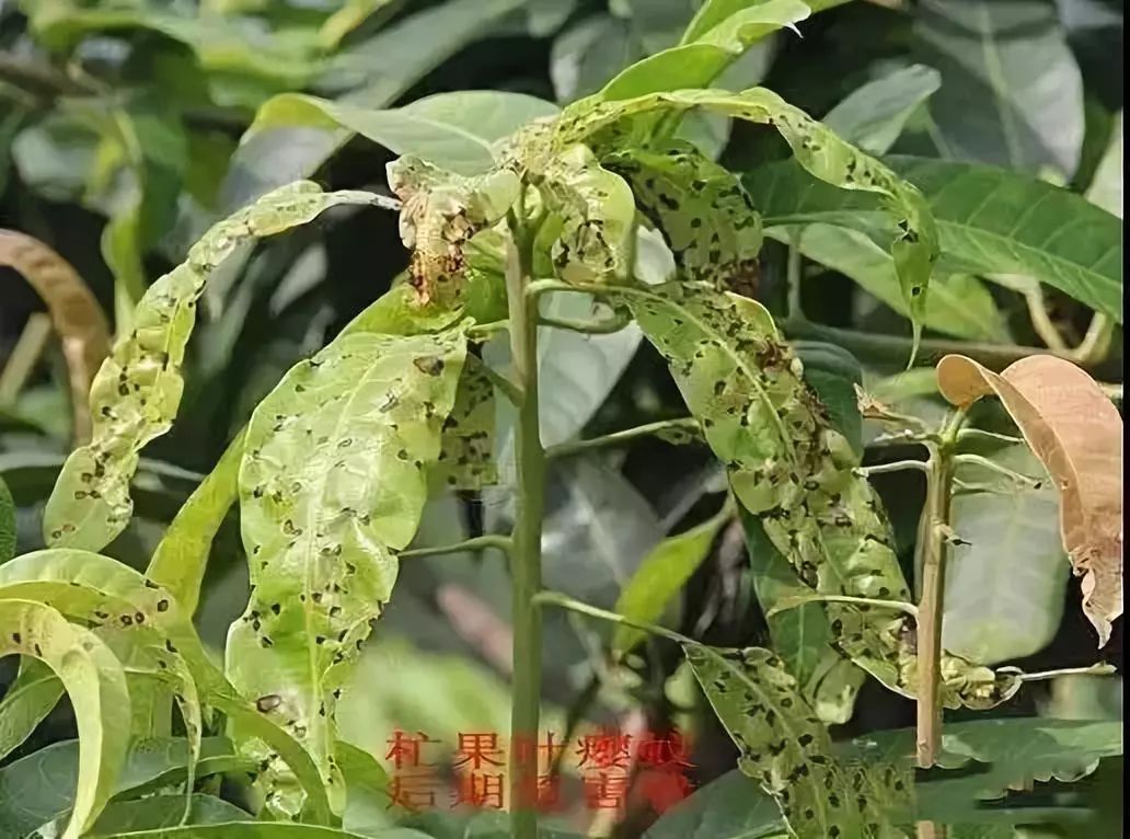 芒果新梢保不住嫩叶被祸害都怪这种害虫